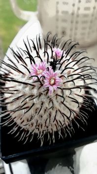 Mammillaria perezdelarosae